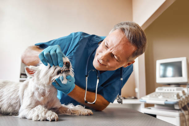 Best Emergency Treatment for Dental Infections or Abscesses in Spring Valley, MN